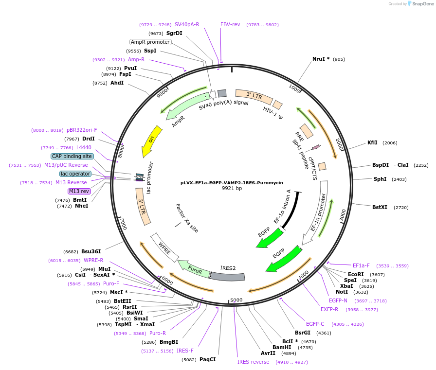 134661-plasmid-map-sequence-id-273485