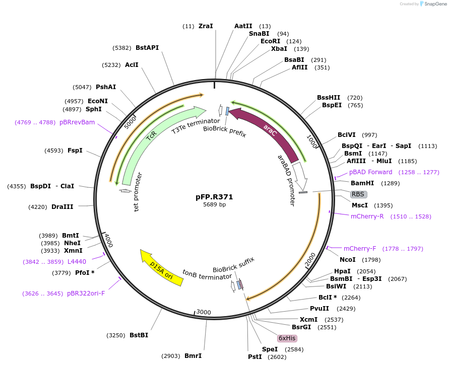 138241-plasmid-map-sequence-id-273486