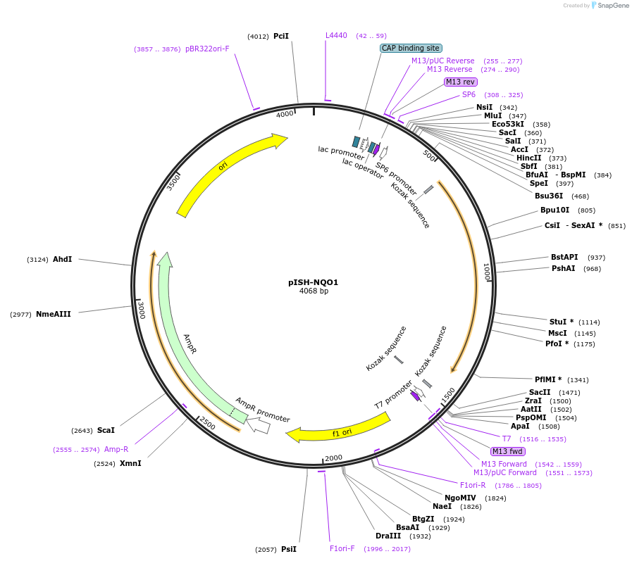 136766-plasmid-map-sequence-id-273488
