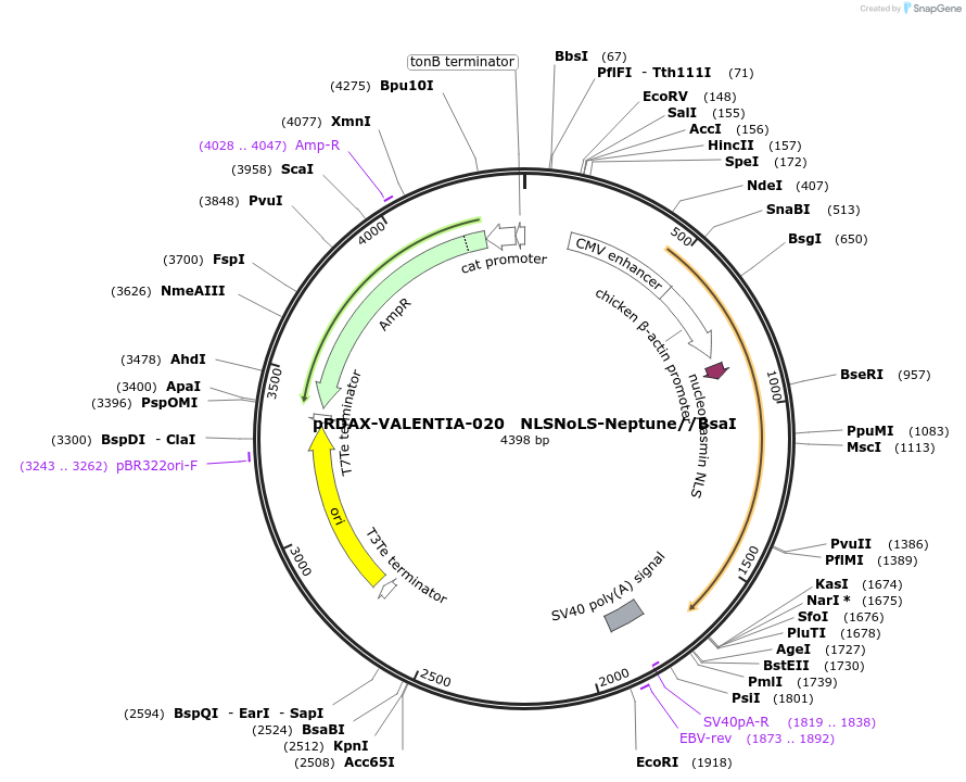 130201-plasmid-map-sequence-id-273490