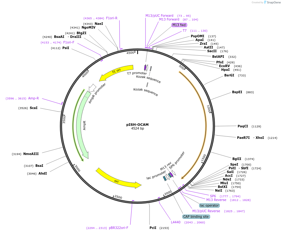 136767-plasmid-map-sequence-id-273491
