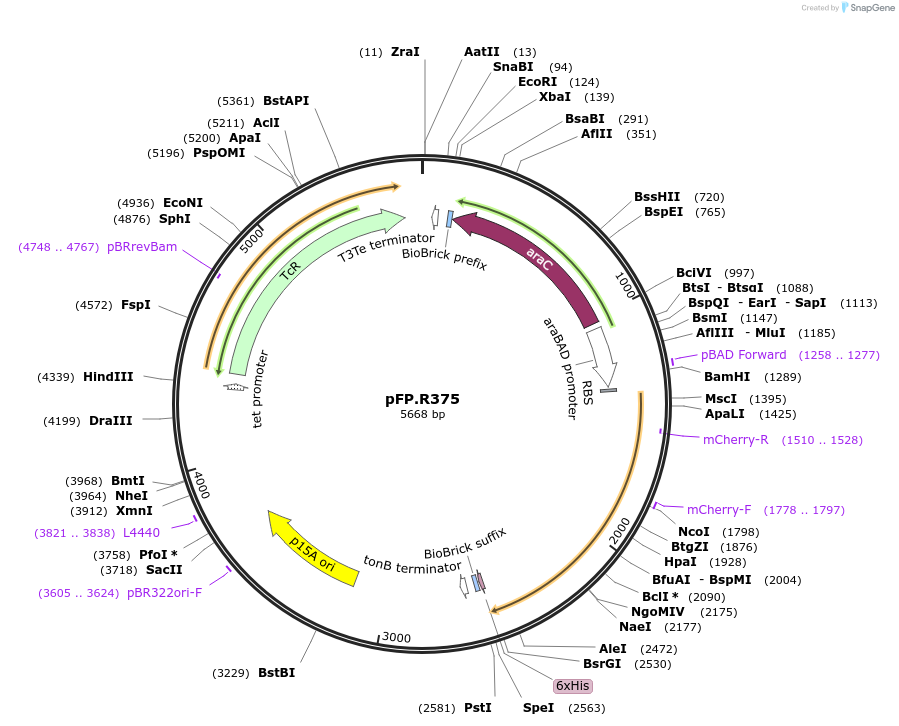138245-plasmid-map-sequence-id-273498