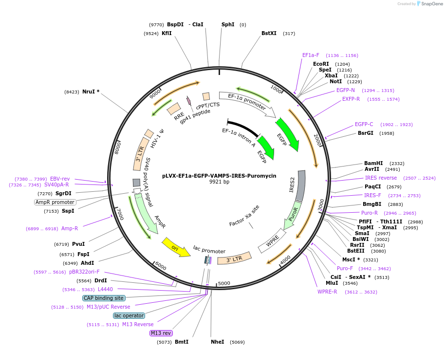 134662-plasmid-map-sequence-id-273499