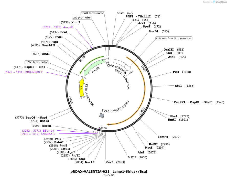 130202-plasmid-map-sequence-id-273500