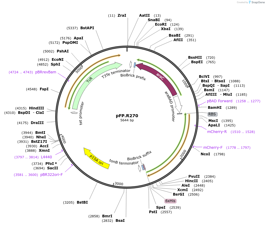 138219-plasmid-map-sequence-id-273501