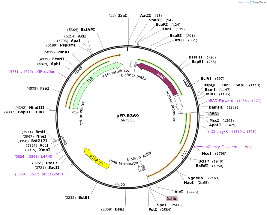 138239-plasmid-map-sequence-id-273509