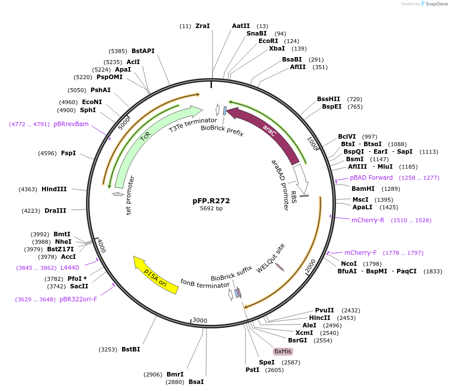 138221-plasmid-map-sequence-id-273511