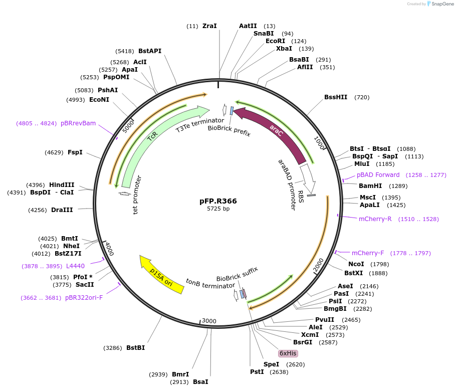 138236-plasmid-map-sequence-id-273512