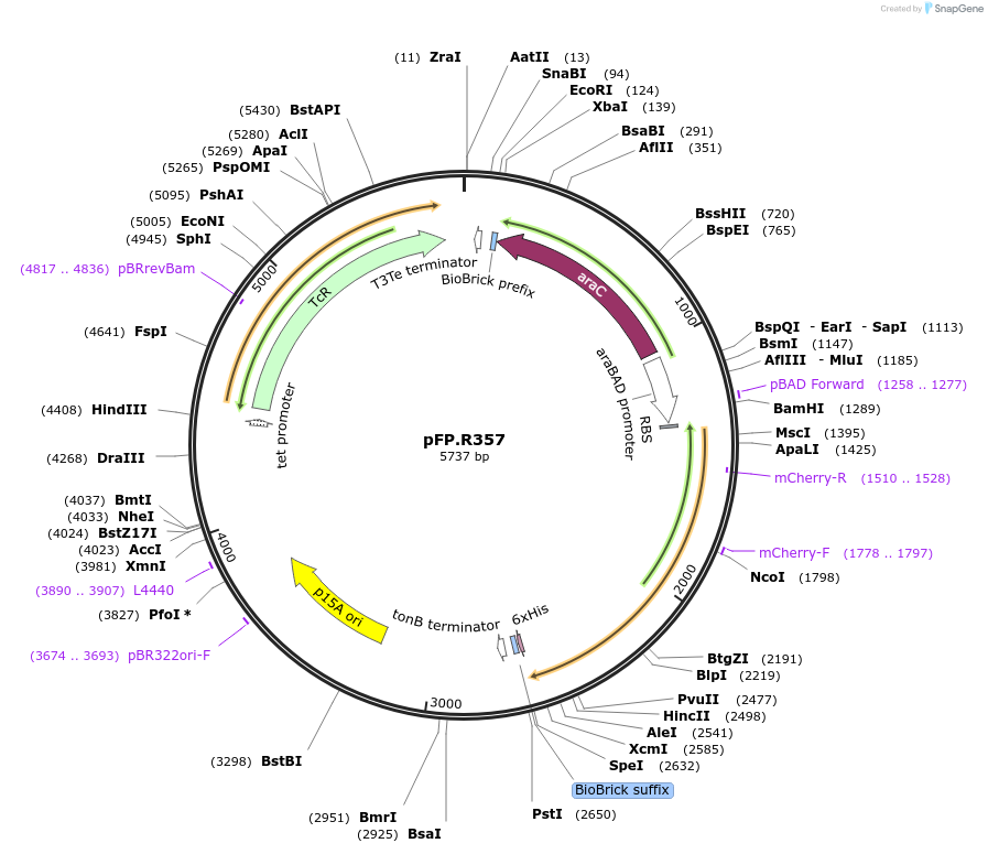 138227-plasmid-map-sequence-id-273517