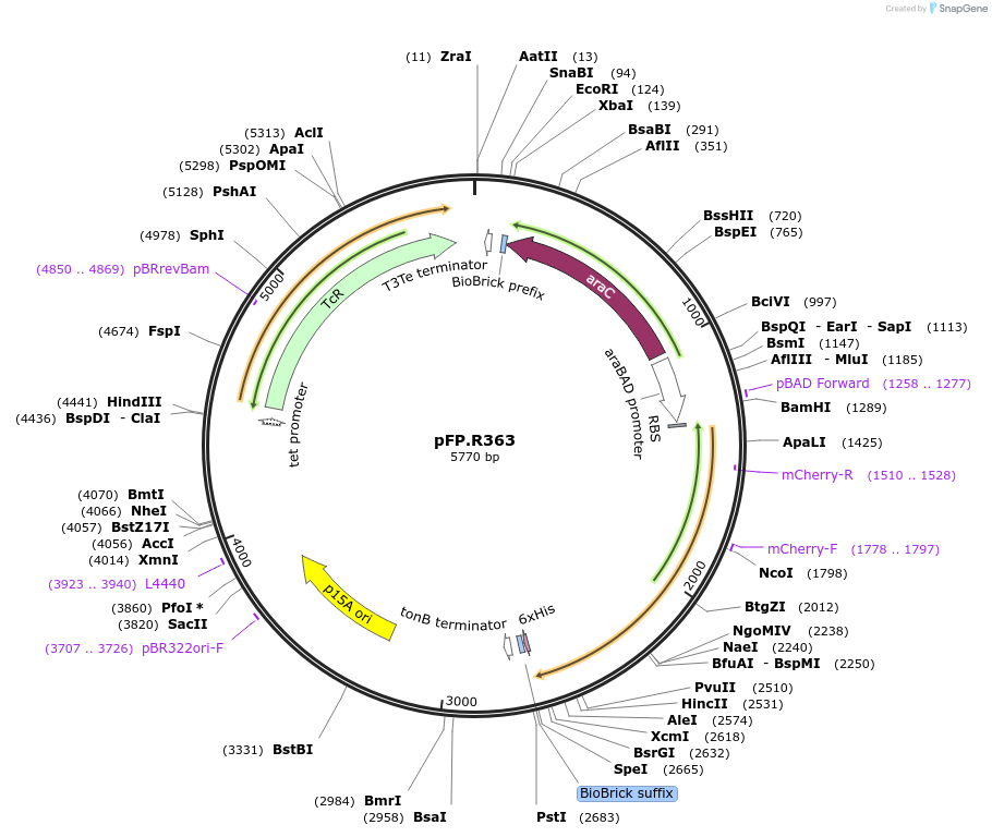 138233-plasmid-map-sequence-id-273522