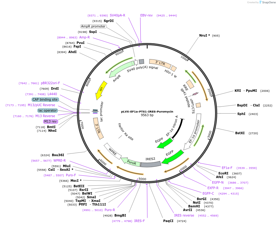 134665-plasmid-map-sequence-id-273523