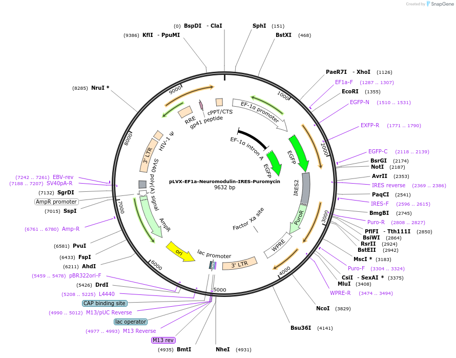 134666-plasmid-map-sequence-id-273526