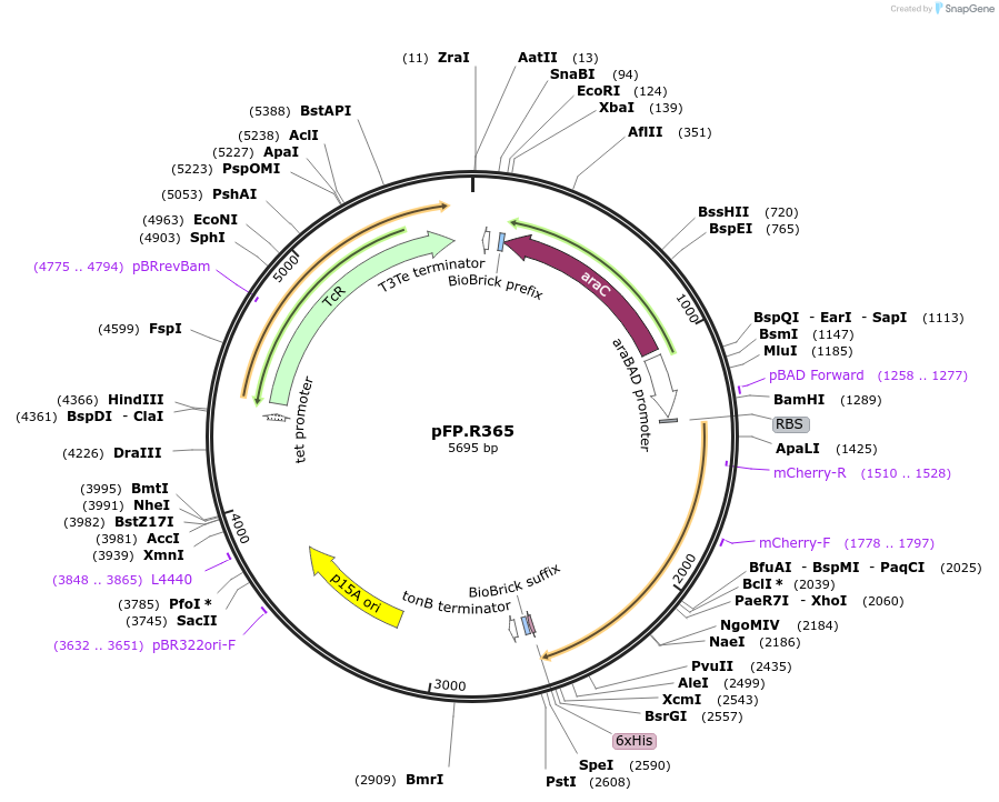 138235-plasmid-map-sequence-id-273528