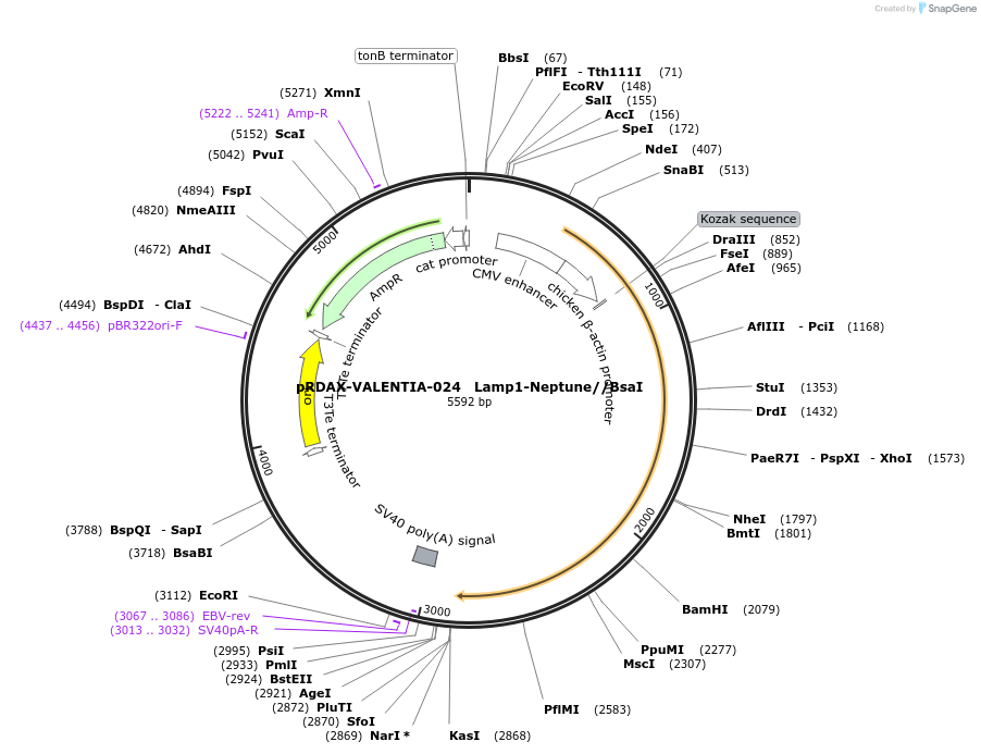 130205-plasmid-map-sequence-id-273532