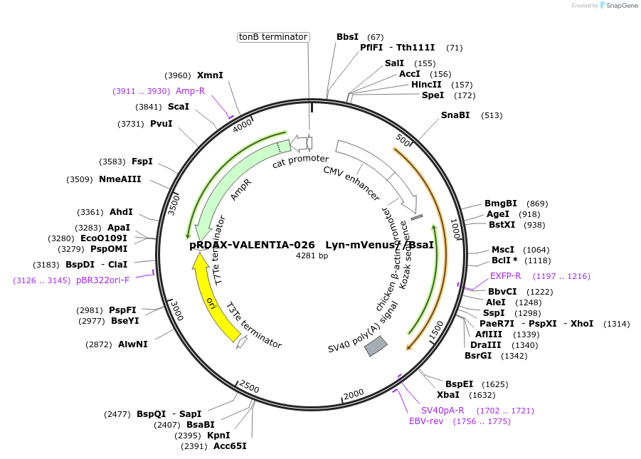130207-plasmid-map-sequence-id-273534