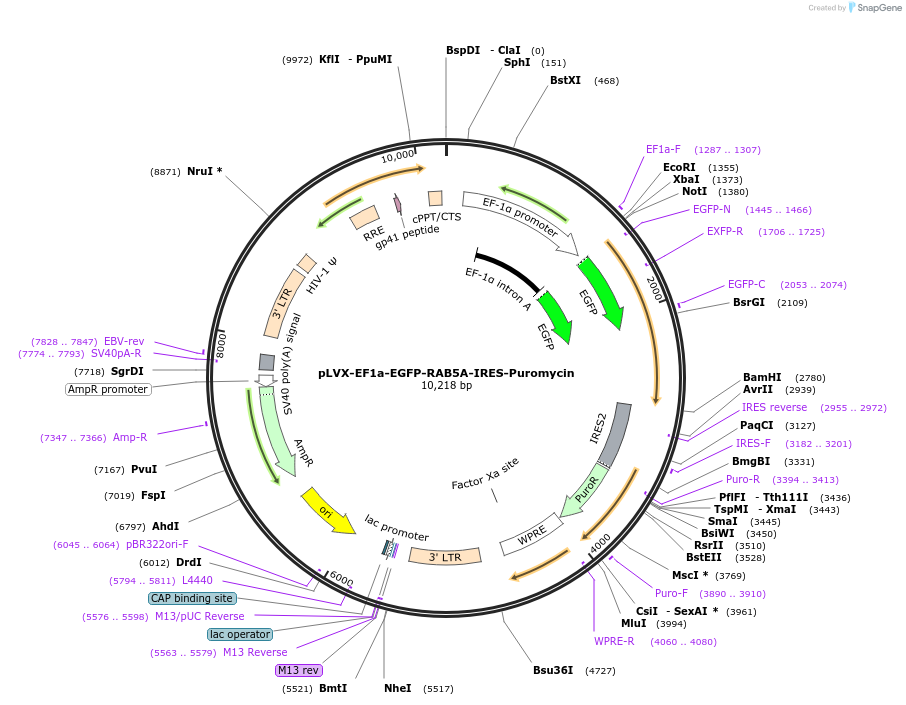 134858-plasmid-map-sequence-id-273536