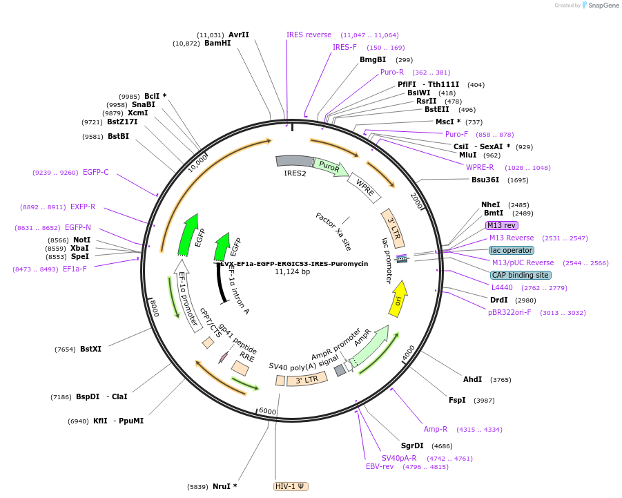 134859-plasmid-map-sequence-id-273538