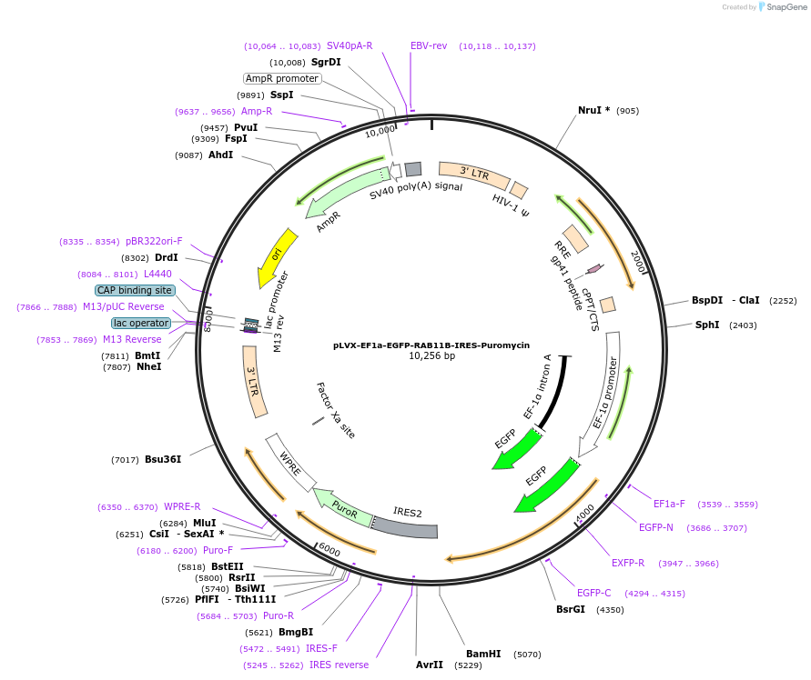 134860-plasmid-map-sequence-id-273541