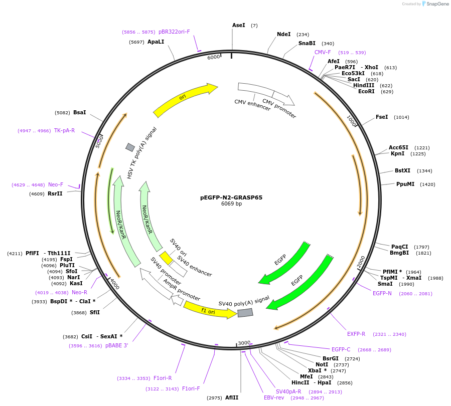137709-plasmid-map-sequence-id-273548
