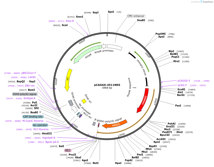 138375-plasmid-map-sequence-id-273571