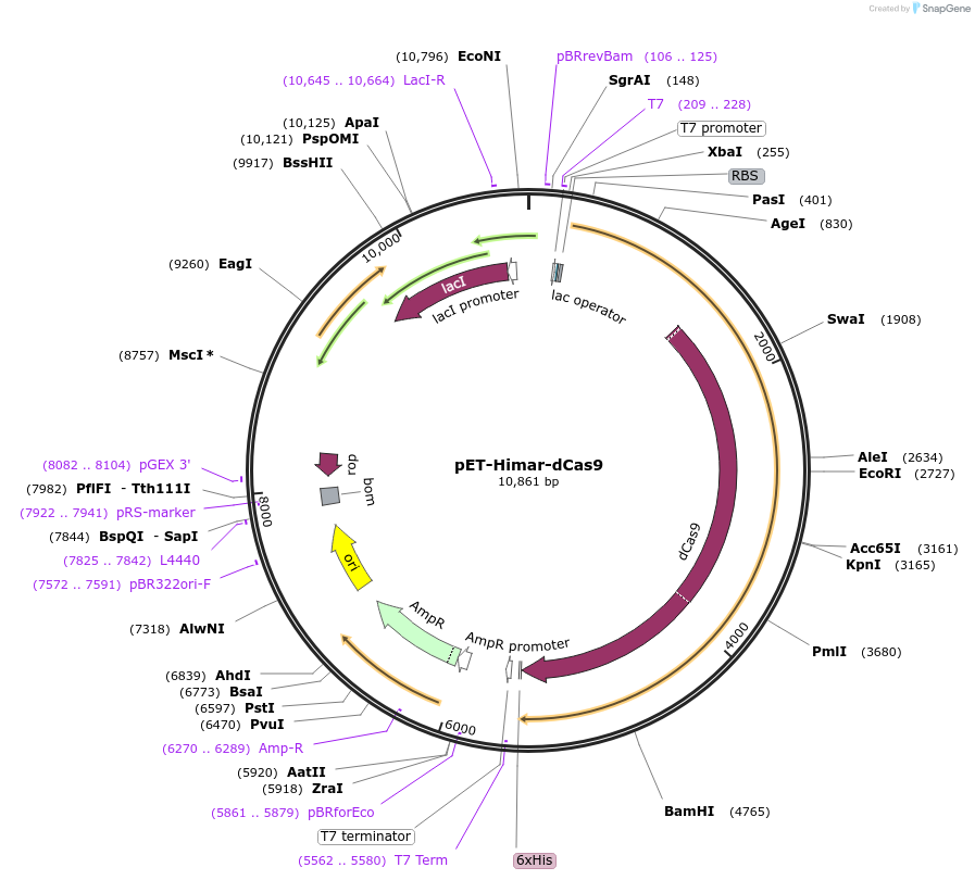 137079-plasmid-map-sequence-id-273575