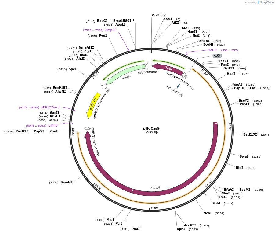 137080-plasmid-map-sequence-id-273581
