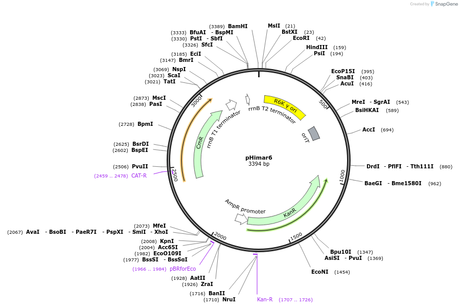 137081-plasmid-map-sequence-id-273589