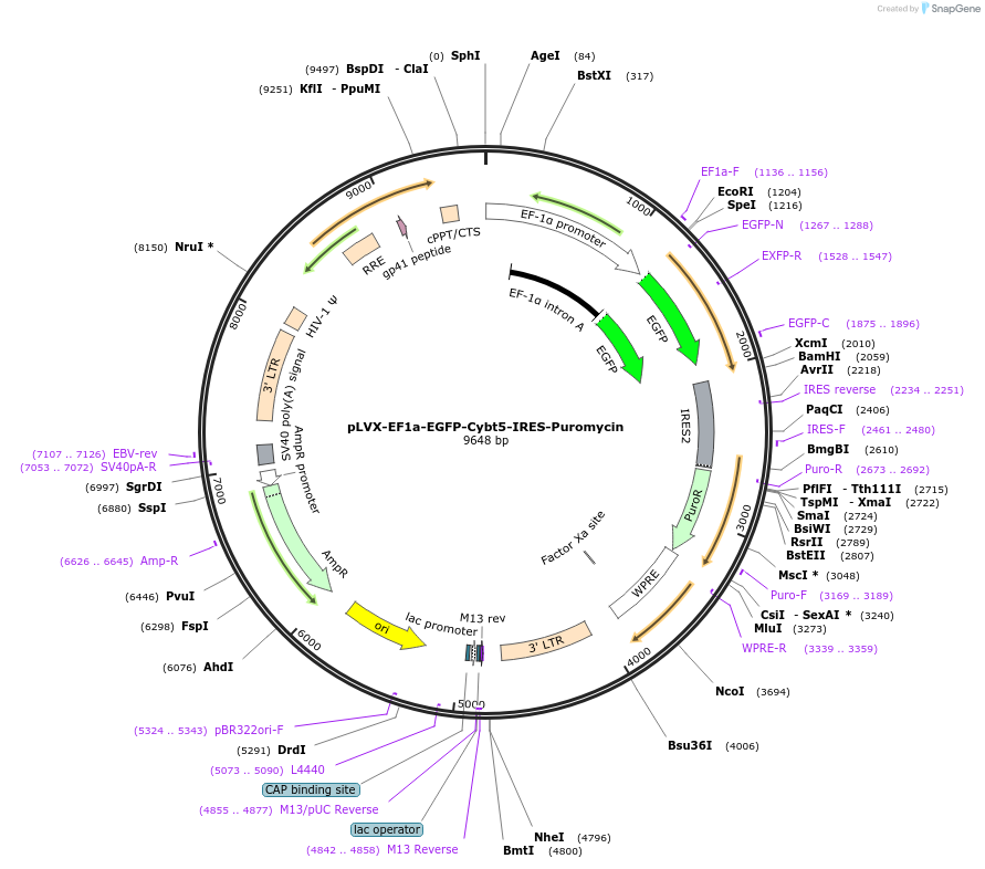 134869-plasmid-map-sequence-id-273590