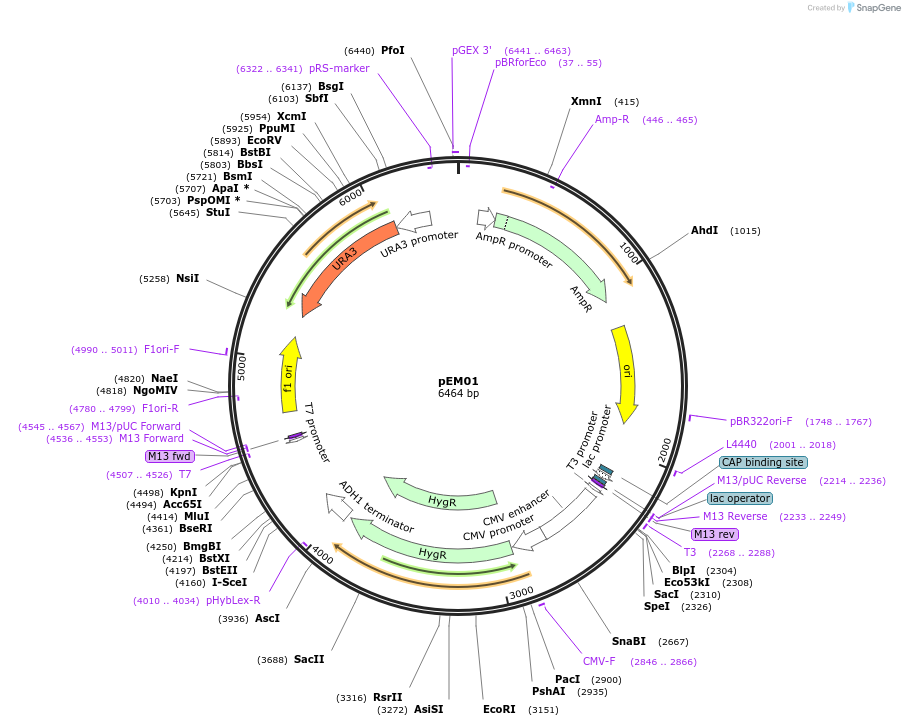 135414-plasmid-map-sequence-id-273591