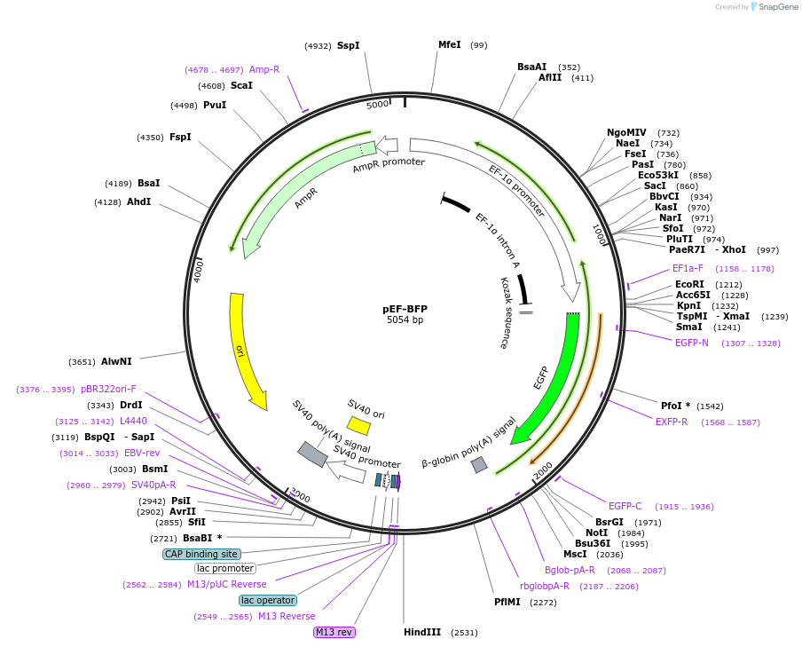 138272-plasmid-map-sequence-id-273617