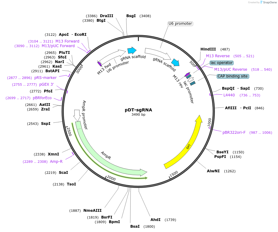 138271-plasmid-map-sequence-id-273618