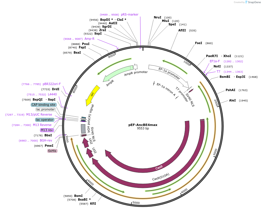 138270-plasmid-map-sequence-id-273619