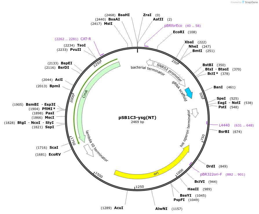 138263-plasmid-map-sequence-id-273628