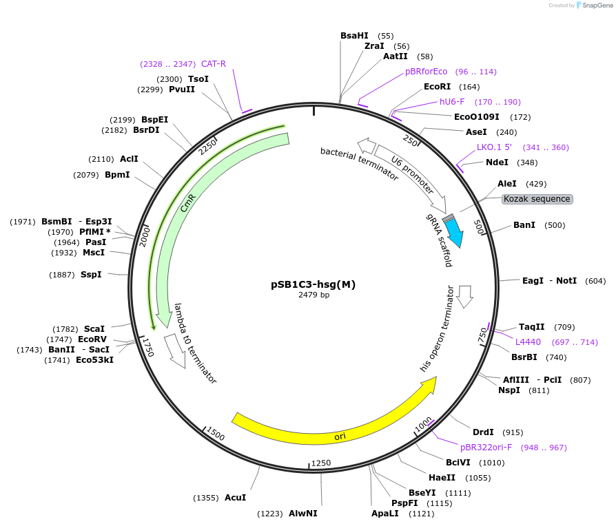138262-plasmid-map-sequence-id-273629