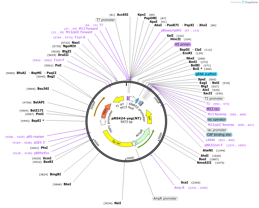 138258-plasmid-map-sequence-id-273639