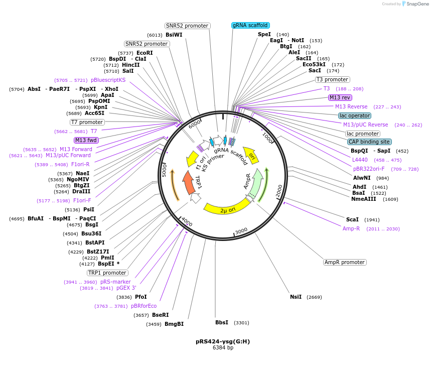 138257-plasmid-map-sequence-id-273641