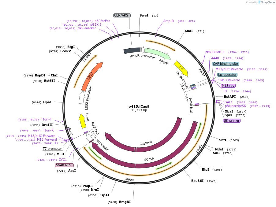 138266-plasmid-map-sequence-id-273643