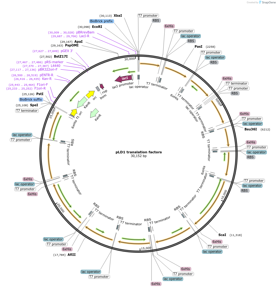 117760-plasmid-map-sequence-id-273646
