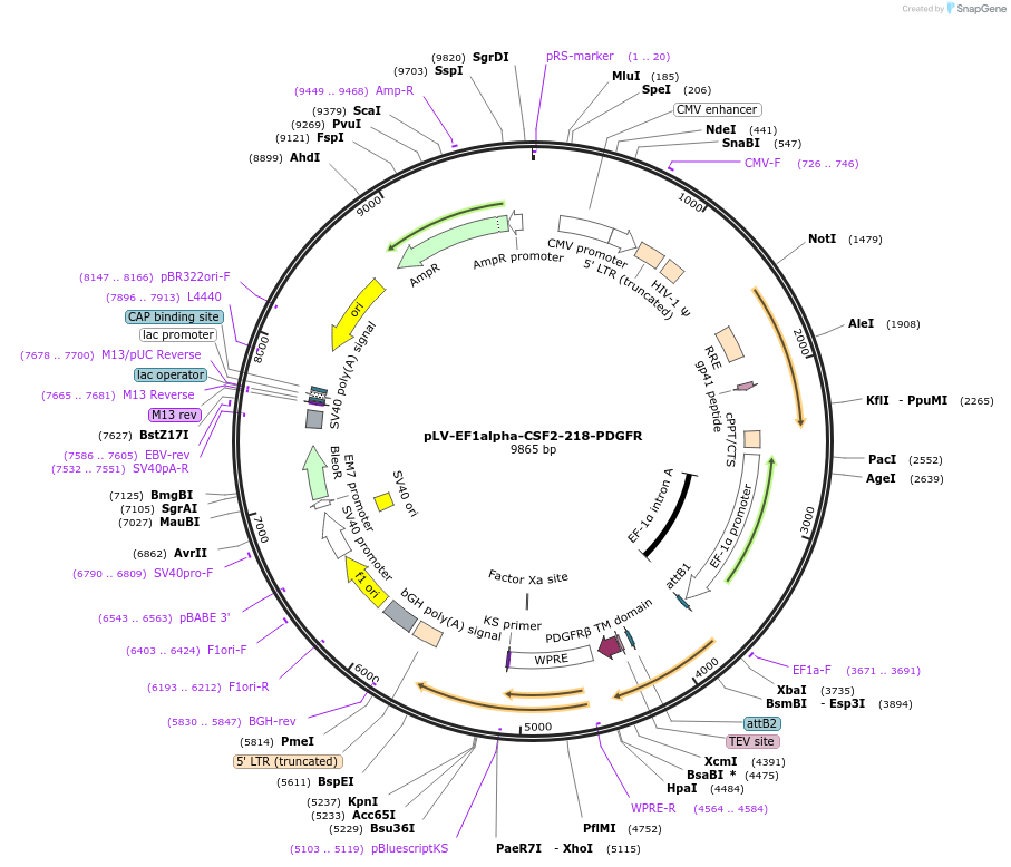 139058-plasmid-map-sequence-id-273650