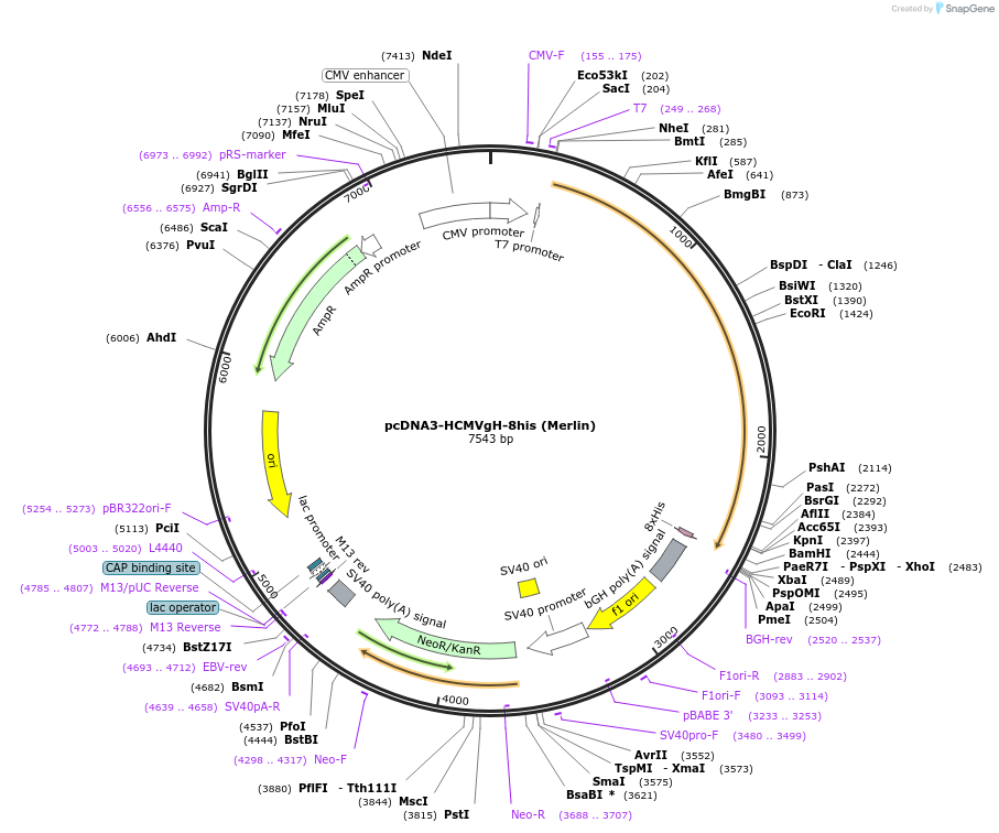 136447-plasmid-map-sequence-id-273651