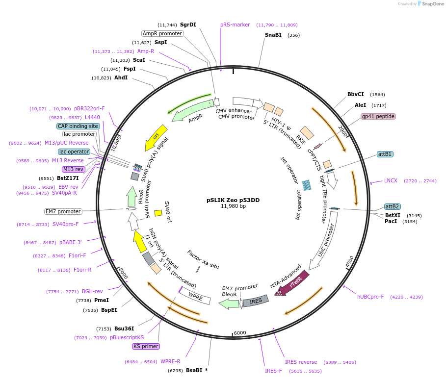 136534-plasmid-map-sequence-id-273653