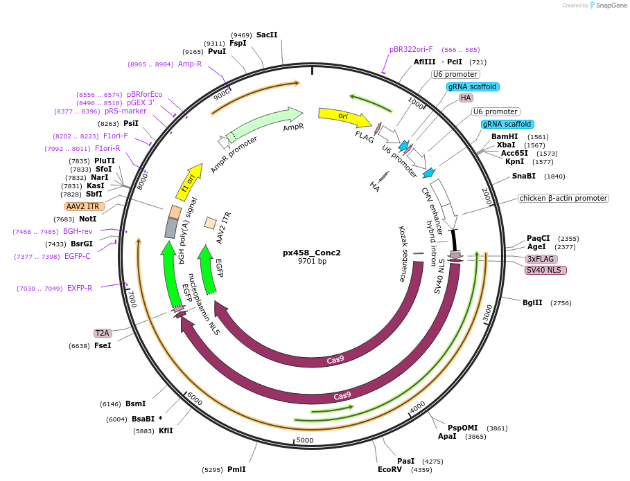 134449-plasmid-map-sequence-id-273660