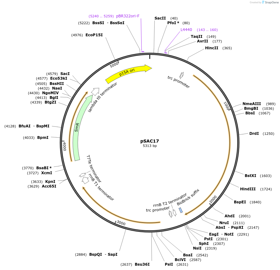 137966-plasmid-map-sequence-id-273665