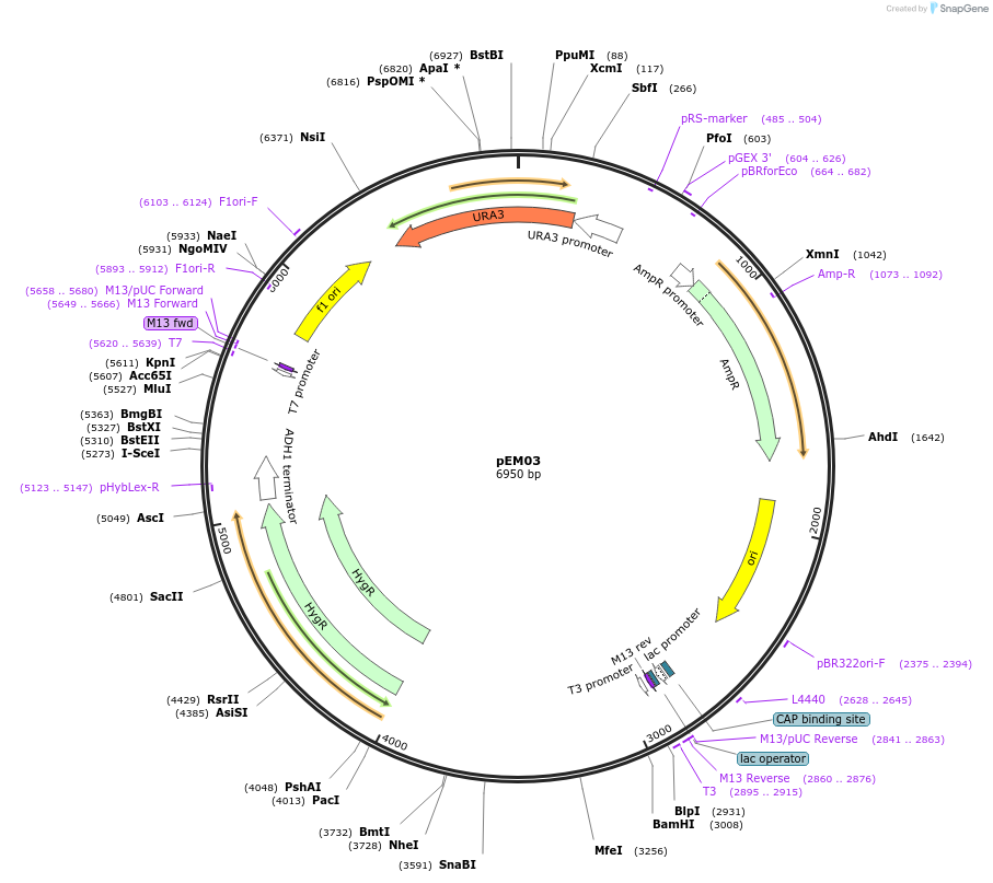 135417-plasmid-map-sequence-id-273666