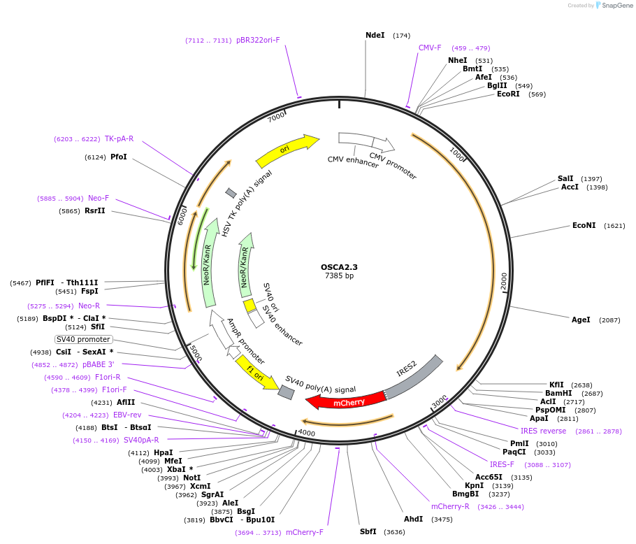 136595-plasmid-map-sequence-id-273671