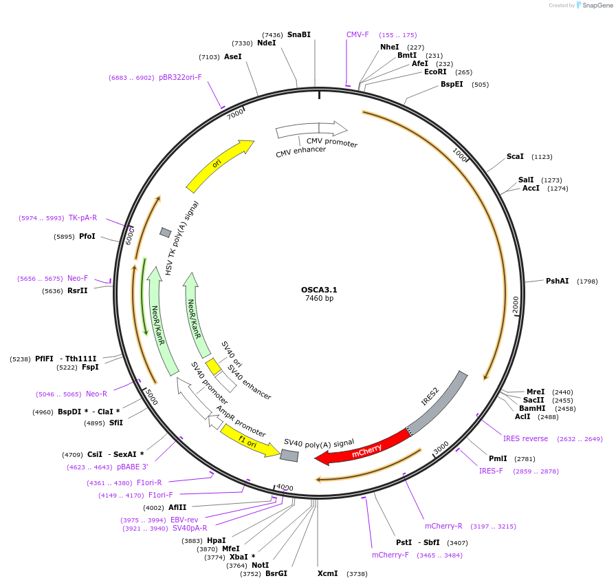 136596-plasmid-map-sequence-id-273676