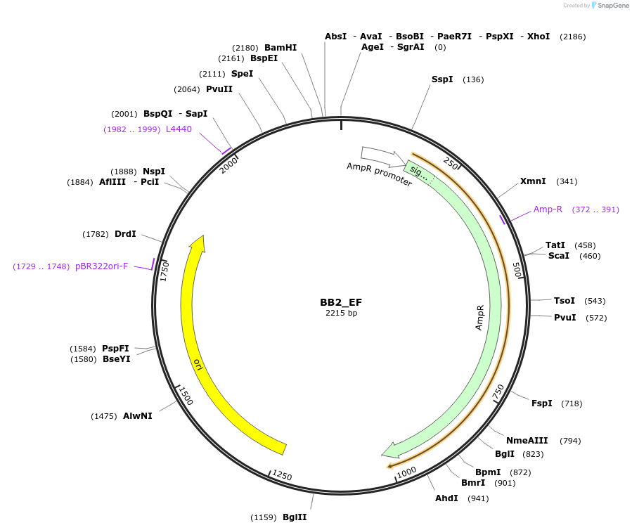 98538-plasmid-map-sequence-id-273685