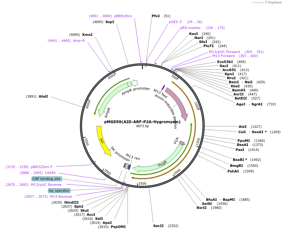 138174-plasmid-map-sequence-id-273687