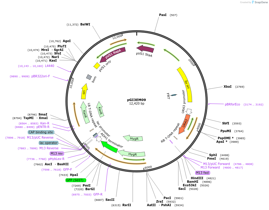 135482-plasmid-map-sequence-id-273688