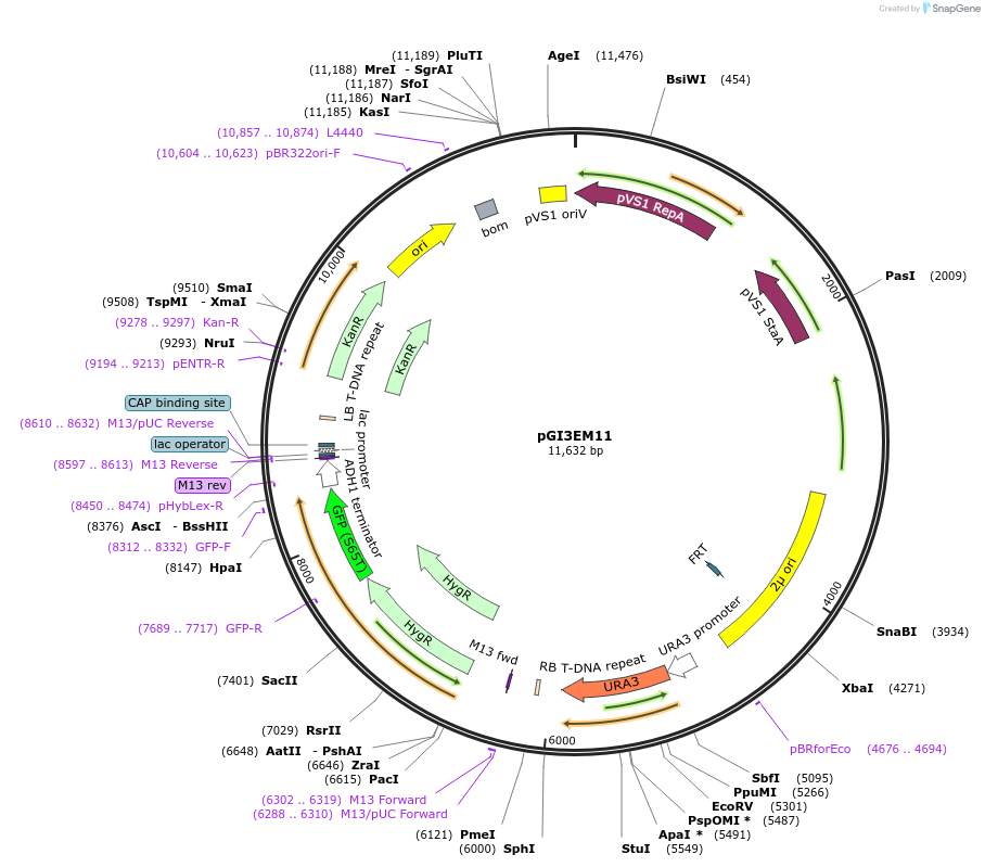 135483-plasmid-map-sequence-id-273689
